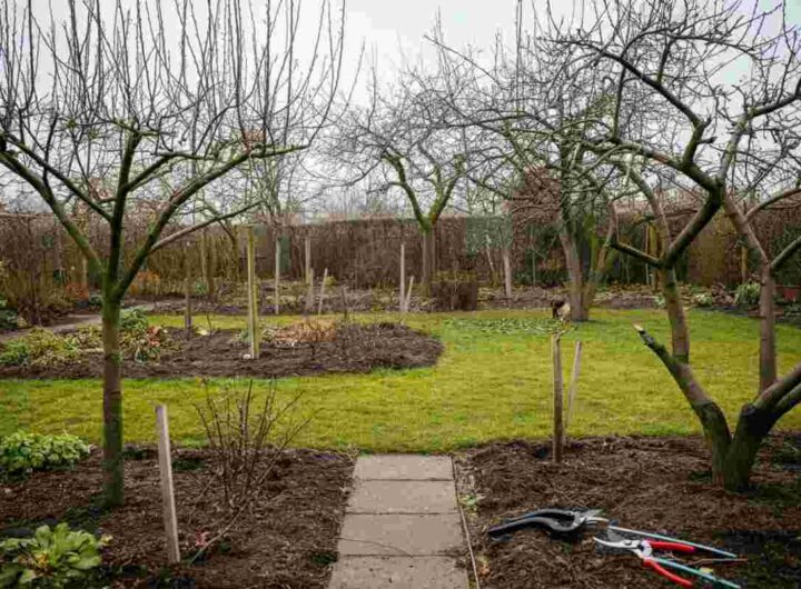 Guida alla potatura di febbraio: cosa potare e cosa evitare tra piante e alberi da frutto