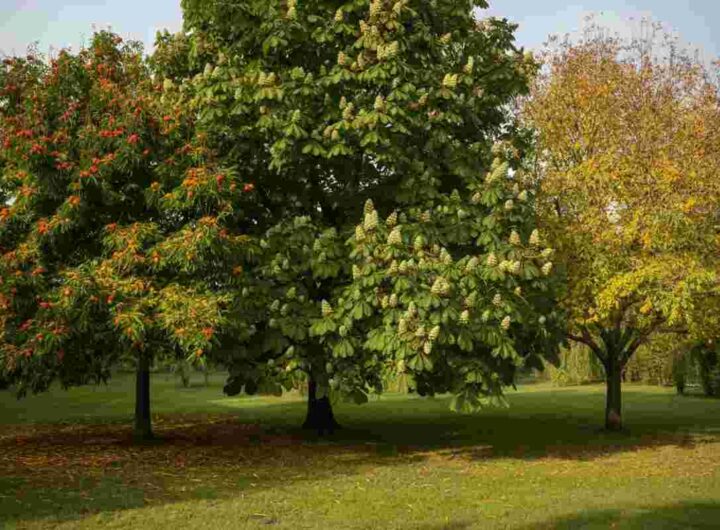 Scopri i 3 alberi da noci perfetti per il tuo giardino e quelli da evitare