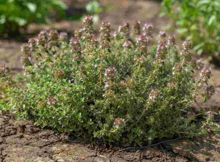 Scopri il segreto per coltivare il timo: la pianta aromatica ideale per il tuo giardino