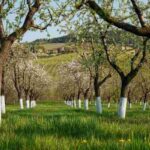 Calcinazione: i pro e i contro di dipingere i tronchi degli alberi di bianco