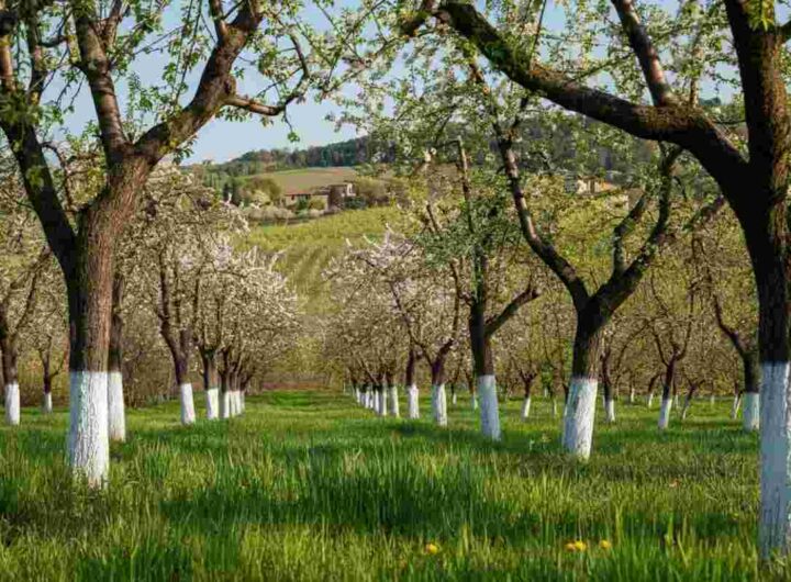 Calcinazione: i pro e i contro di dipingere i tronchi degli alberi di bianco