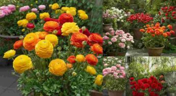 Il fiore che celebra la biodiversità: scopri il bulbo estivo dell’anno 2025