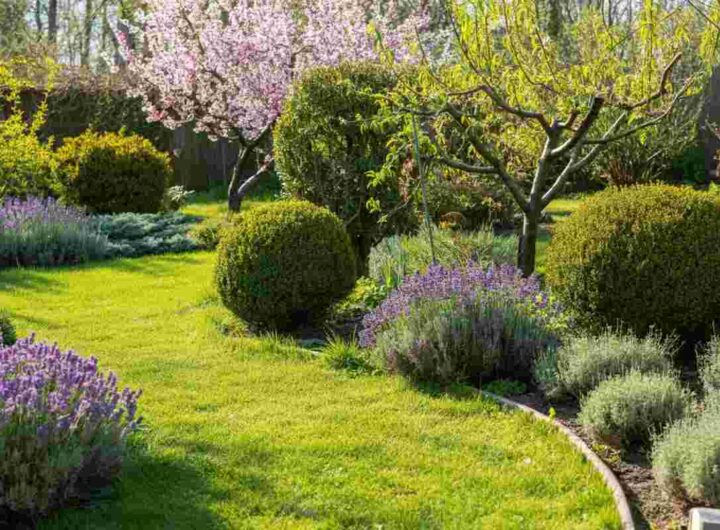 Potatura di marzo: guida alle piante, alberi da frutto ed erbe aromatiche da curare